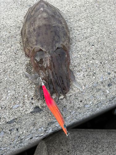 コウイカの釣果