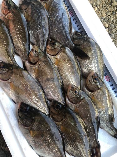 ウミタナゴの釣果