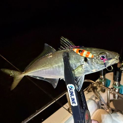 マアジの釣果