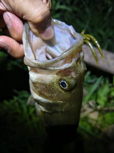 ラージマウスバスの釣果