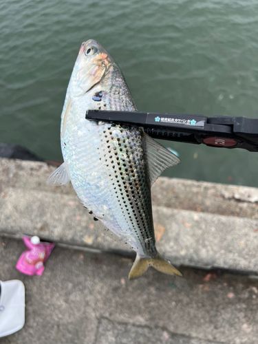 コノシロの釣果