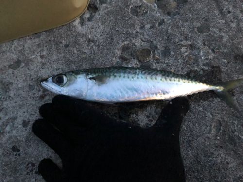 サバの釣果