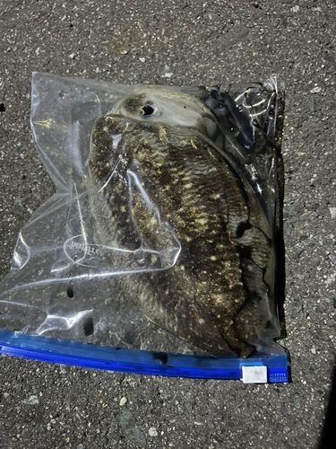 コウイカの釣果