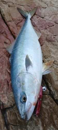 ハマチの釣果