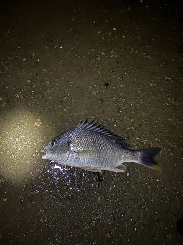 キビレの釣果