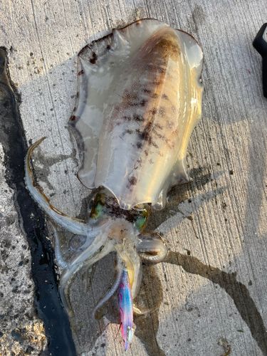 アオリイカの釣果