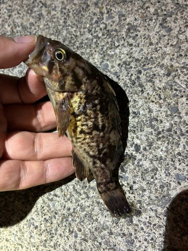 ソイの釣果
