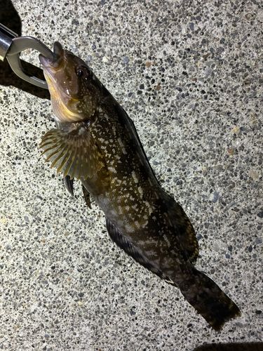 アイナメの釣果