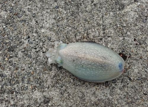 シリヤケイカの釣果