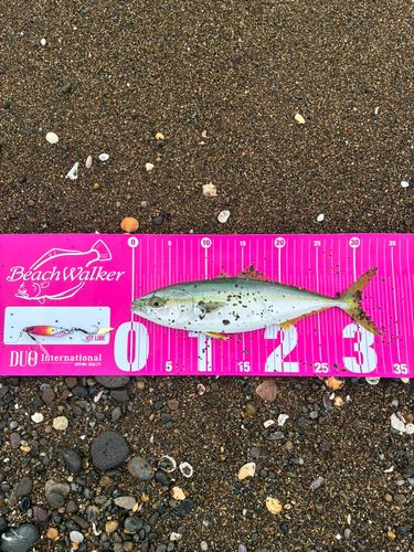 ワカシの釣果