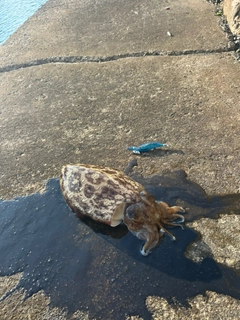 モンゴウイカの釣果