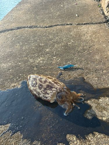 モンゴウイカの釣果