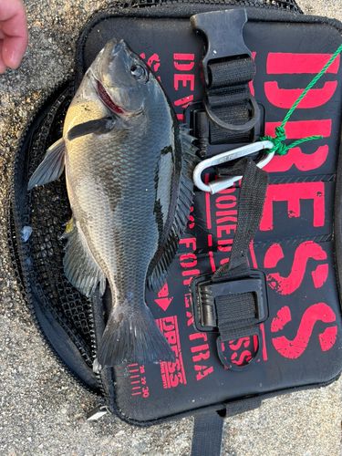 グレの釣果
