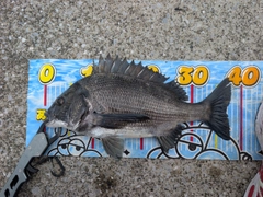 クロダイの釣果