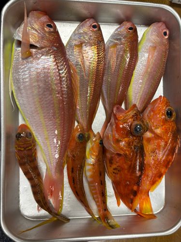 イトヨリダイの釣果