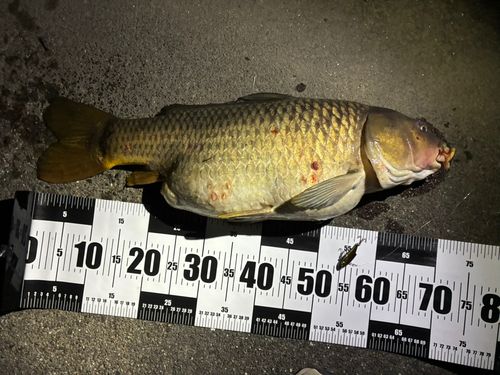 ニゴイの釣果