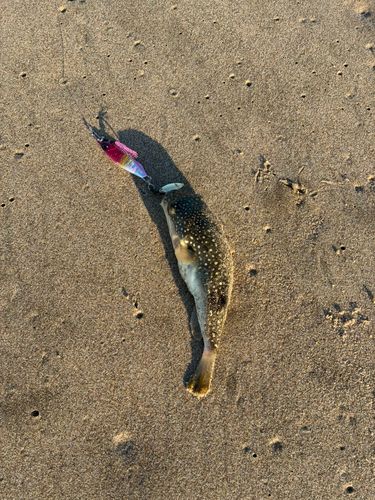 フグの釣果