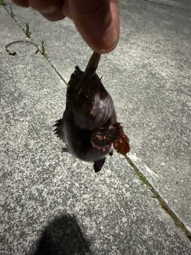 メバルの釣果