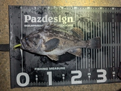 クロソイの釣果
