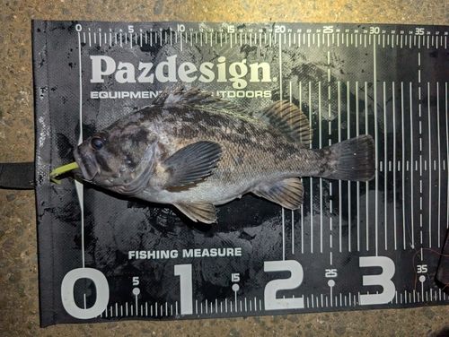 クロソイの釣果