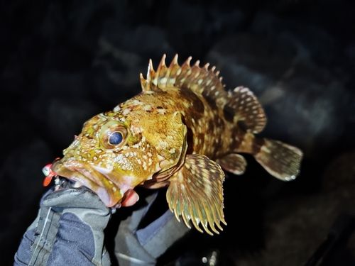 カサゴの釣果