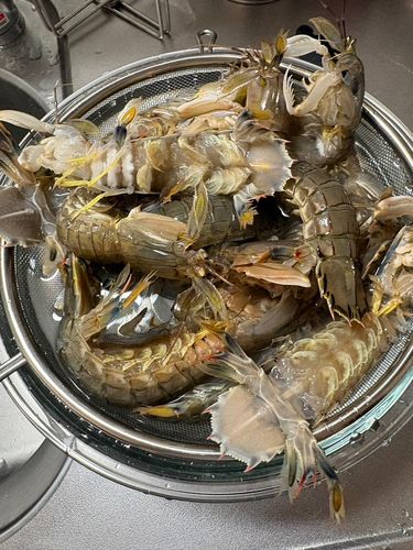釣果