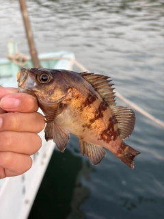メバルの釣果