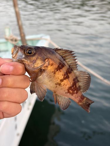 メバルの釣果