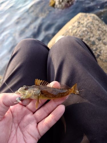 ハゼの釣果