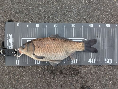 フナの釣果
