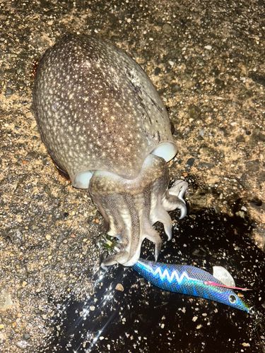釣果