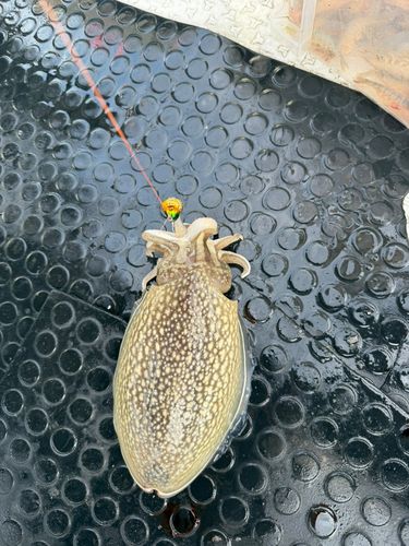 タイの釣果