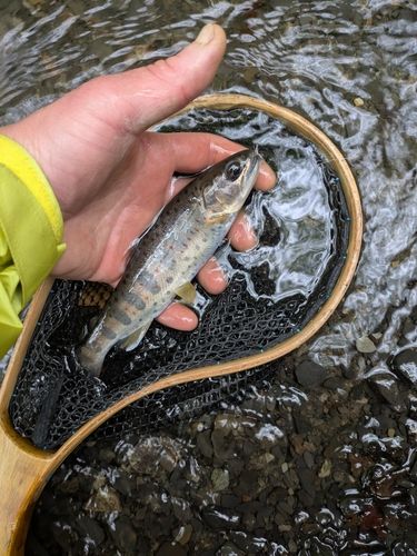 アマゴの釣果