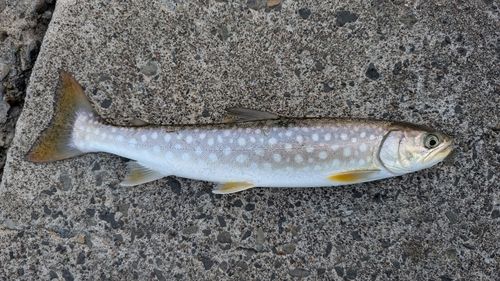 アメマスの釣果