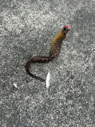 ウツボの釣果