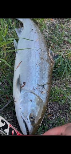 ブラウントラウトの釣果