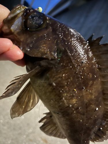 メバルの釣果