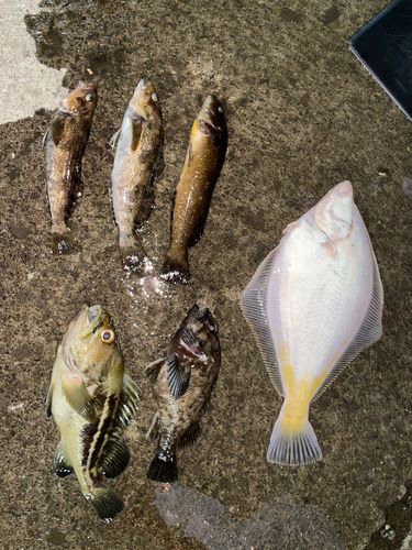 釣果