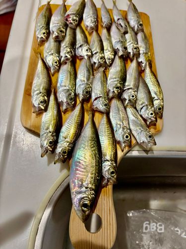 アジの釣果