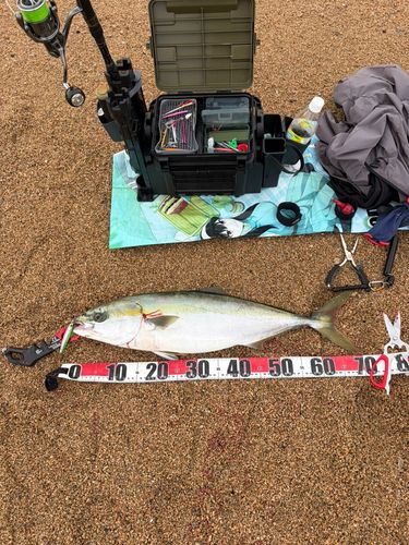 ハマチの釣果