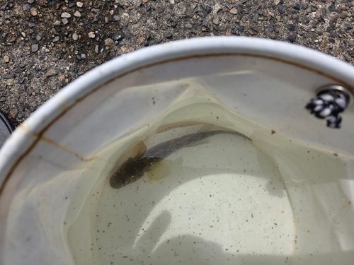 マハゼの釣果