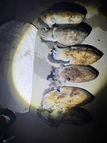 コウイカの釣果