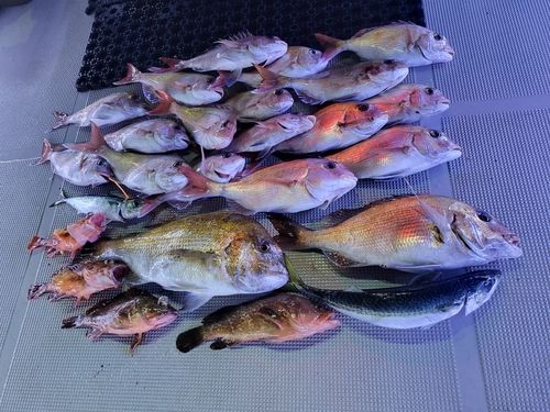 マダイの釣果