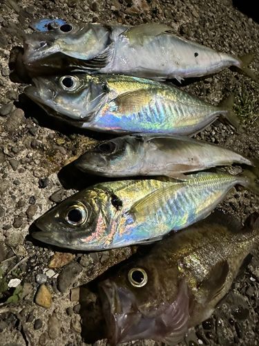 アジの釣果