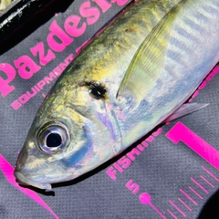 マアジの釣果
