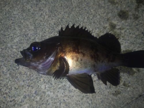 メバルの釣果