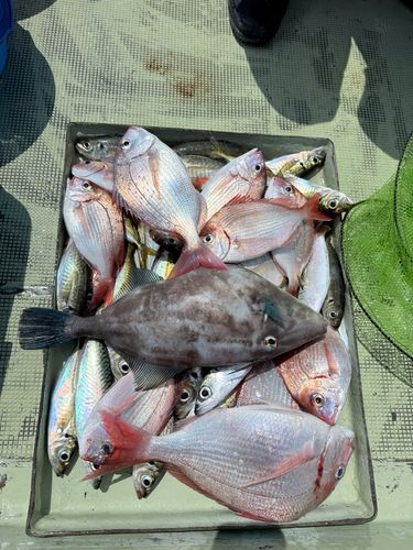 ウマヅラハギの釣果