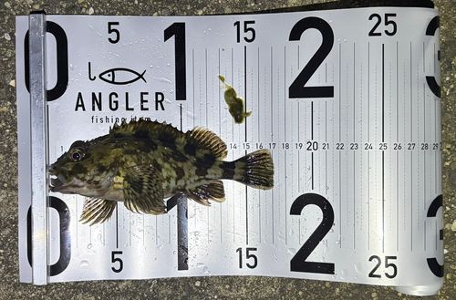 カサゴの釣果