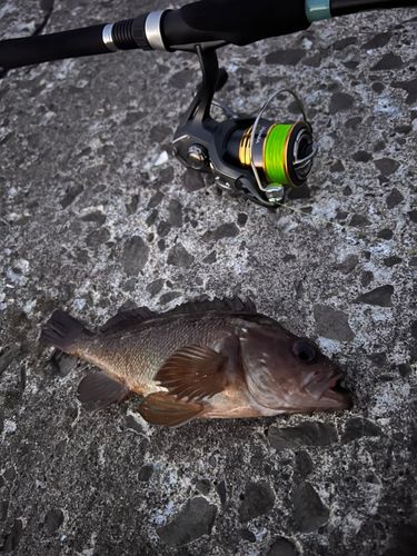 エゾメバルの釣果