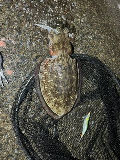 モンゴウイカの釣果